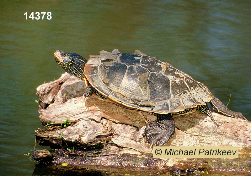 Common Map Turtle (Graptemys geographica)